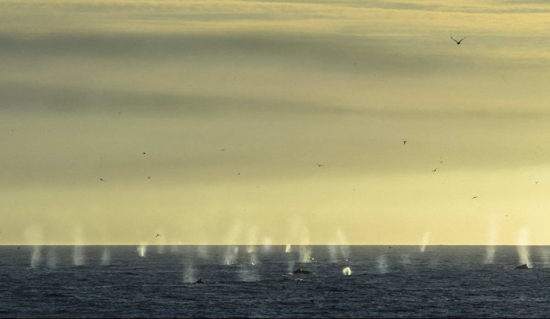 The humpback whales were marked at Svenskeøya in the Barents Sea in September, (c) Audun Rikardsen