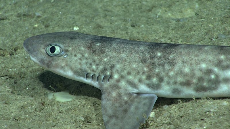 Catshark, (c) NOAA Office of Ocean Exploration and Research
