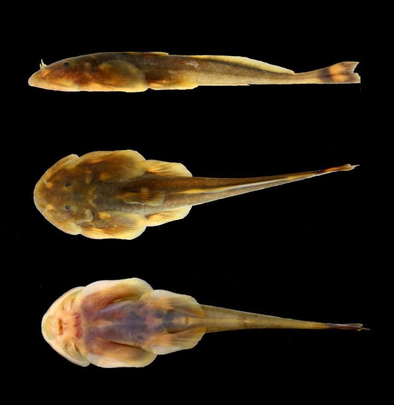 The newly discovered "pancake catfish" (Oreoglanis hponkanensis) (c) Xiao Yongchen