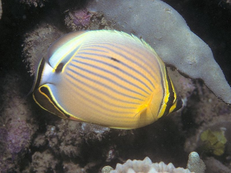 Butterflyfish (c) BernardP, Wikimedia