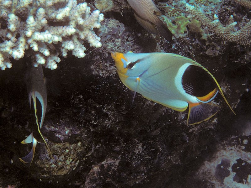 Butterflyfish (c) BernardP, Wikimedia