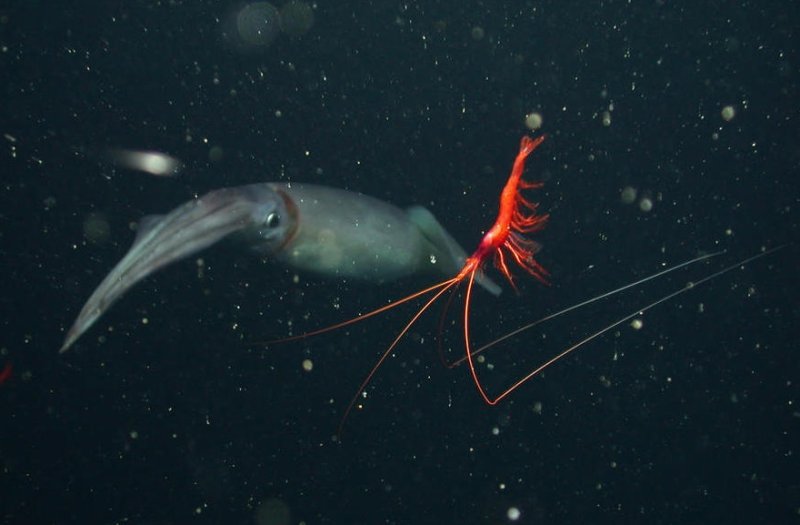 A small shrimp (Petalidium suspiriosum) swims in Monterey Bay while a Humboldt squid lurks in the background. These shrimp behave similarly to the "zombie" shrimp. (c) MBARI (2003)