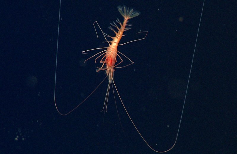 Close up image of a "zombie shrimp" (Hymenopenaeus doris) drifting motionless in the Gulf of California. While "playing dead" the shrimp makes small adjustments to its appendages so that it remains in a vertical position. (c) MBARI (2015)