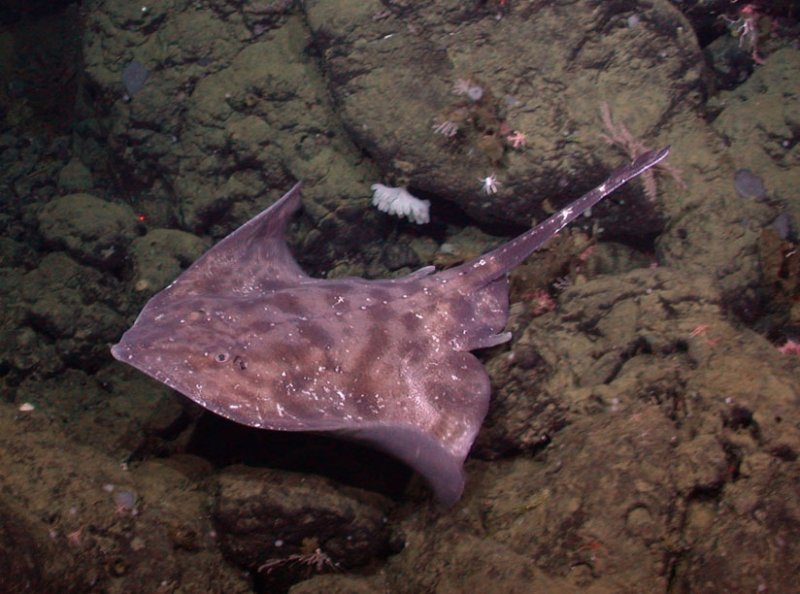 The number of different shark and ray species in areas with high trawling is up to 69% lower (Picture of Ambylyraja badia - Broad Skate) (c) NOAA/MBARI