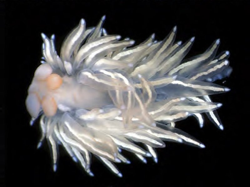 Cuthona methana Nudibranch (Laboratory Photo), © Nerida Wilson & Greg Rouse