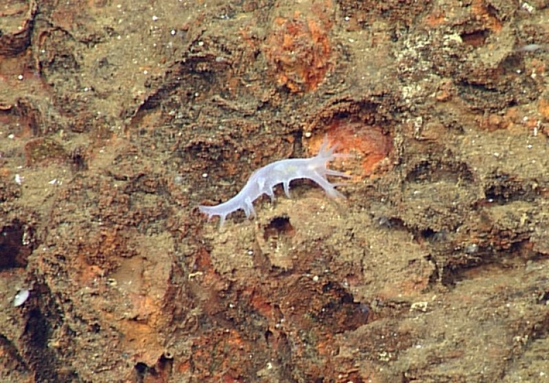 Dendronotus claguei on the Alarcón Rise, photo: © 2015 MBARI