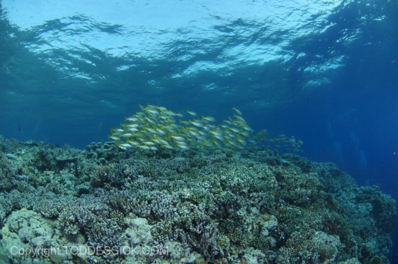 A healthy reef (c) Todd Essick