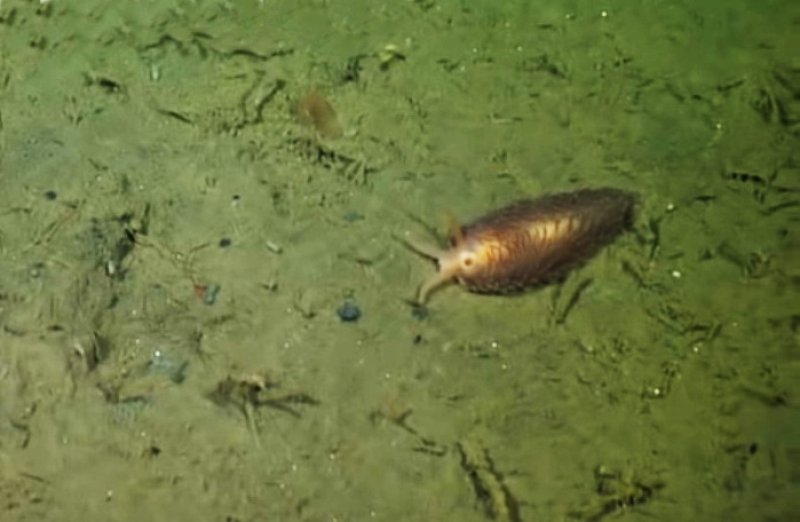 Ziminella vrijenhoeki near a dead whale in Monterey Bay © MBARI