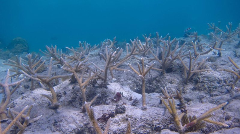 Outplanted staghorn coral in Culebra, Puerto Rico. (c) NOAA
