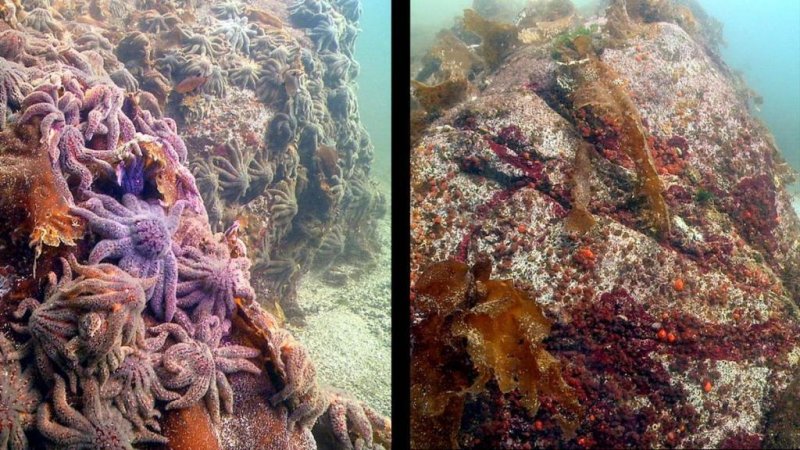 A side by side comparison of two photographs taken at near Croker Island in British Columbia. At left, thousands of sunflower sea stars swarm Croker Rock on Oct. 9, 2013. At right, the same site, three weeks later, with the sea stars vanished. (c) Neil McDaniel