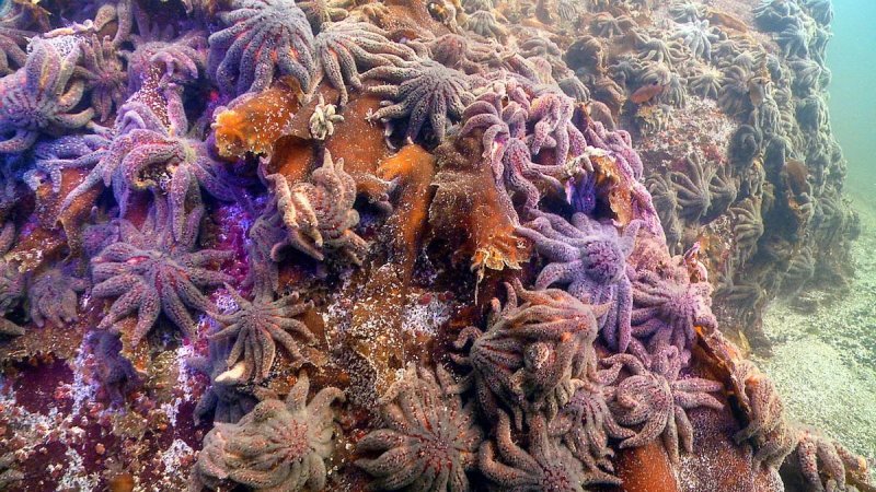 Thousands of sunflower sea stars swarm Croker Rock near Croker Island in the Indian Arm fjord, north of Vancouver, British Columbia, on Oct. 9, 2013. Three weeks later, the sea stars vanished. (c) Neil McDaniel