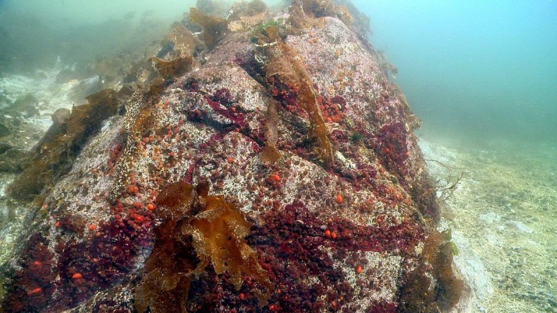 Just three weeks before this photo was taken in October 2013, thousands of healthy sunflower sea stars swarmed this location, Croker Rock near Croker Island in British Columbia, before vanishing. (c) Neil McDaniel