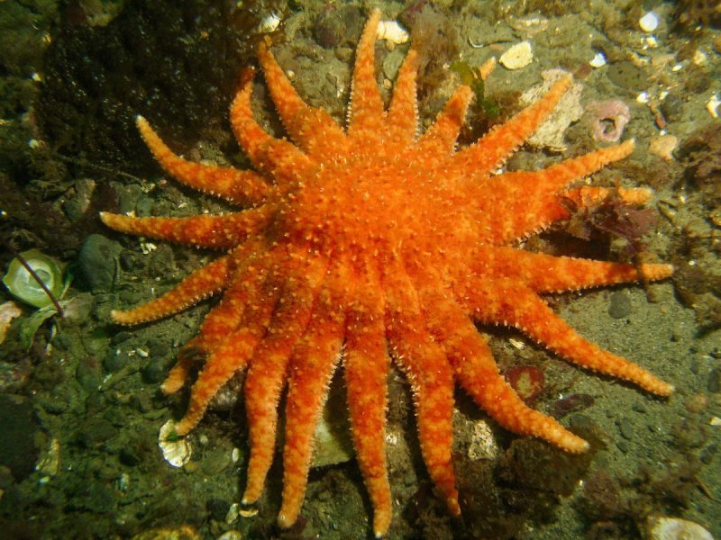 Sunflower Sea Star (c) Janna Nichols