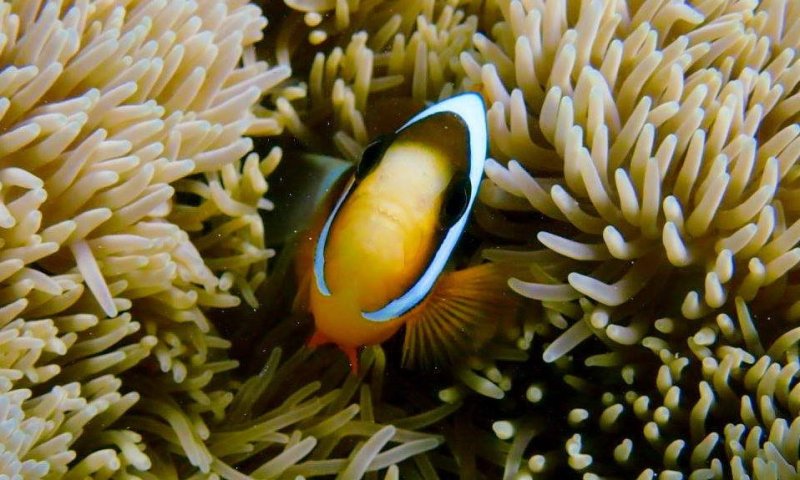 Anenome
fish.
(c) ARC
CoE
for
Coral
Reef
Studies/
Sofia
Jain
Schlaepfer