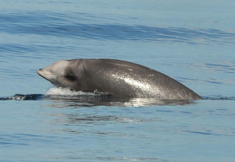 A Cuvier’s beaked whale on the Navy sonar range off California. (c) A. Friedlaender; NMFS permit #14534