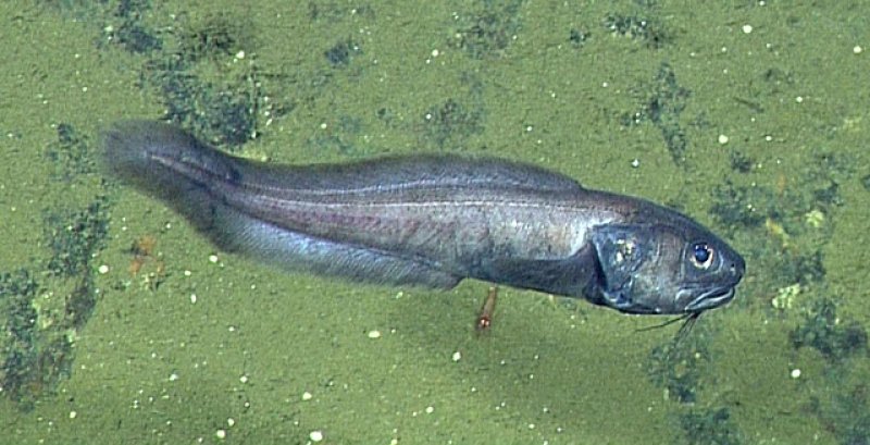 Cusk eels like this one seem to prefer seabed areas where the oxygen concentration is extremely low © 2015 MBARI