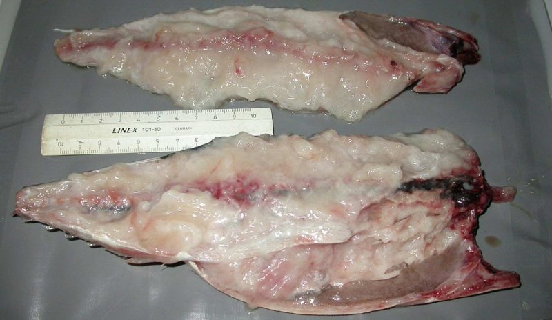 Soft meat: Mackerel fillets that are heavily infested by Kudoa thyrsites, © Arne Levsen / Institute of Marine Research