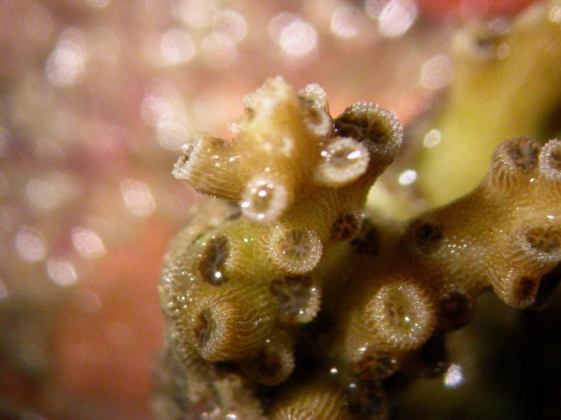 Under some light conditions many corals emit a green fluorescence that attracts the symbionts necessary for a healthy life. © Andrew Baird