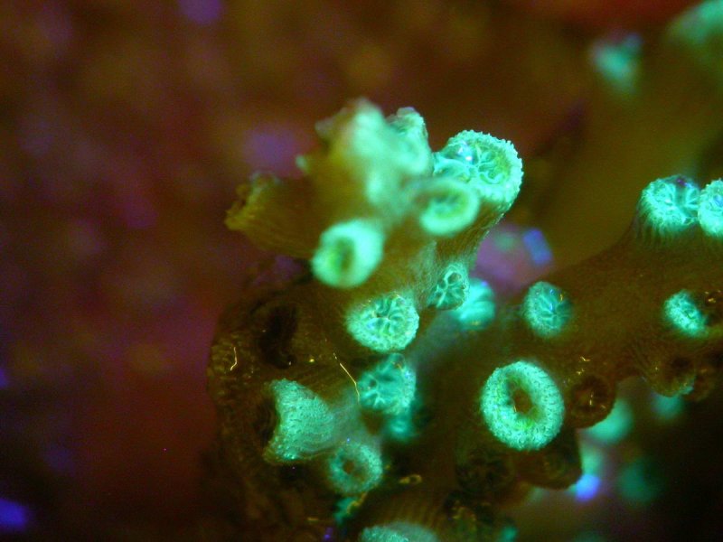 Under some light conditions many corals emit a green fluorescence that attracts the symbionts necessary for a healthy life. © Andrew Baird