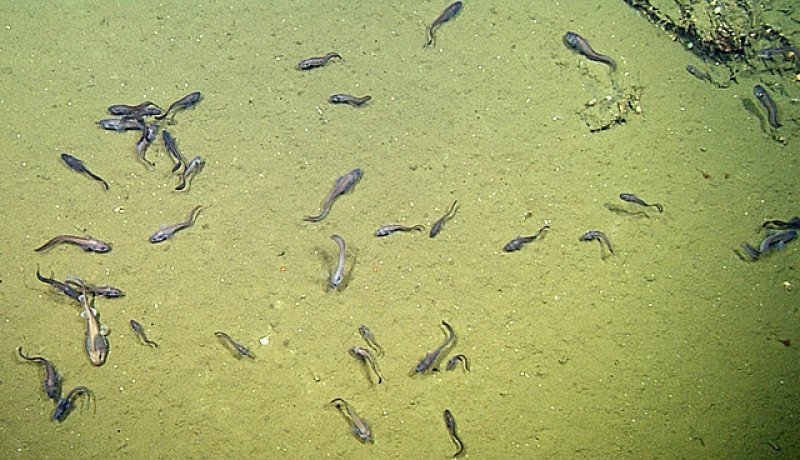 Cusk eels, grenadiers, and lollipop sharks gather on the seabed in the Gulf of California © 2015 MBARI