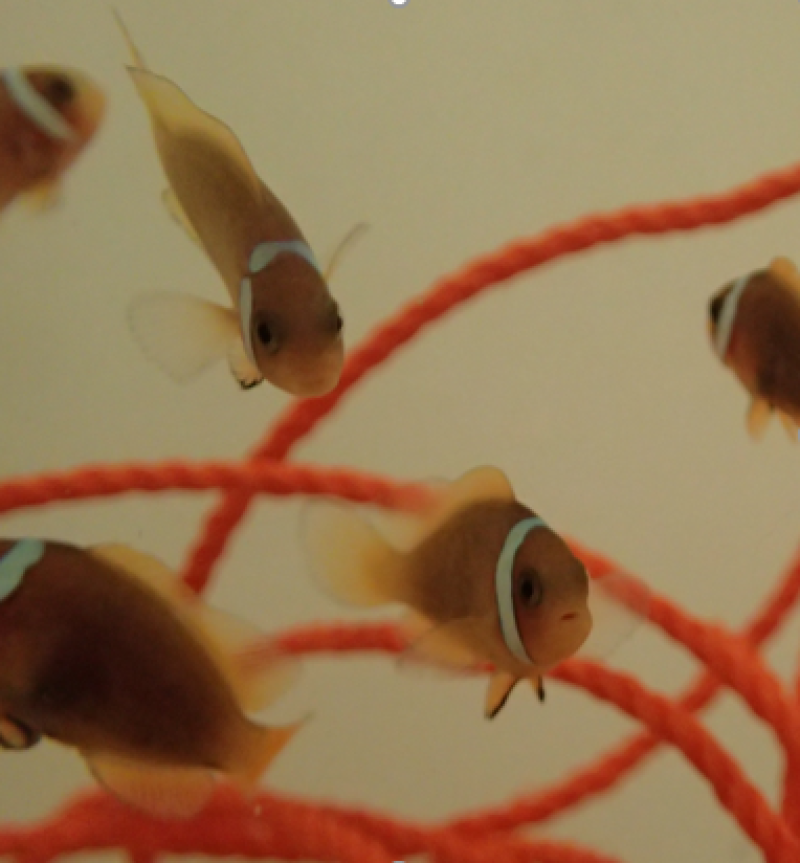 Juvenile Anenome
fish.
(c)
ARC
CoE
for
Coral
Reef
Studies