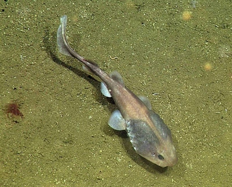 Lollipop Sharks have large heads and gills that can help them absorb oxygen in an oxygen depleted environment © 2015 MBARI