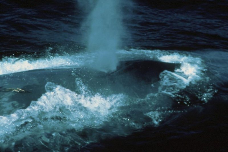 Blue whale
(c) NOAA