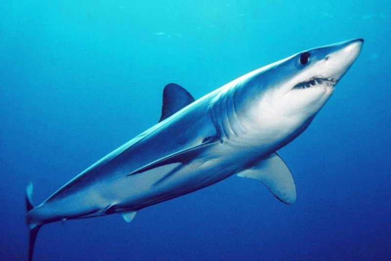 No.235 オーダーマスク　ジンベイザメ　魚群　海の生き物　おまとめ割 オルシーと学ぼう！つながる生きものの世界」 ￣V