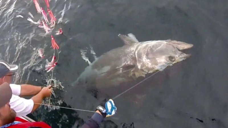 A tuna is caught and provided with a transmitter (c) Robert Martinsen / Havforskningsinstituttet
