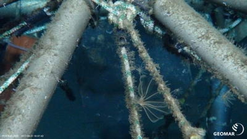 Scientists of the Alfred Wegener Institute have investigated which species settle in the Arctic deep sea. For this purpose, they erected settlement plates on a steel scaffold, which were photographed and sampled over a period of 18 years with the aid of ROV. (c