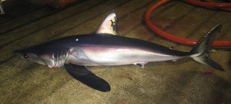 Longfin mako (Isurus paucus) - (c) NOAA