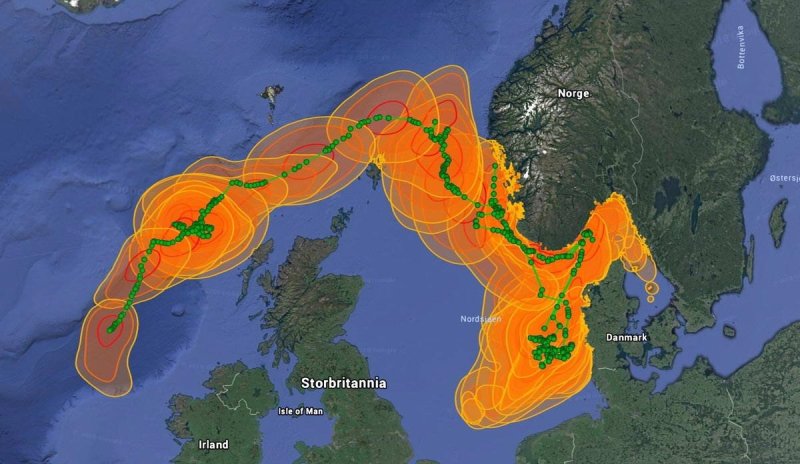 The most likely route of bluefin tuna. It was calculated from the data transmitted by the transmitter (c) Keno Ferter, Google Earth