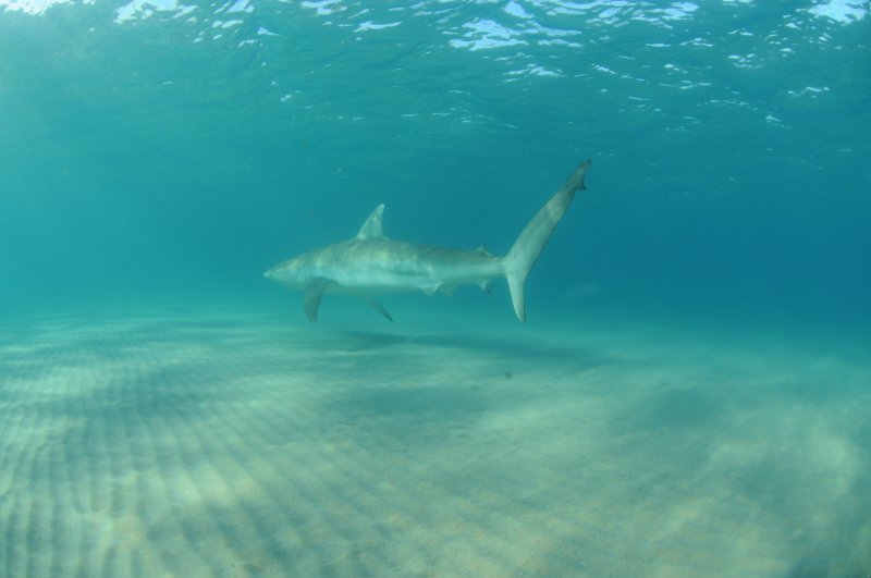 Sand Bar Shark at the Hadera Estuary Recreational Park