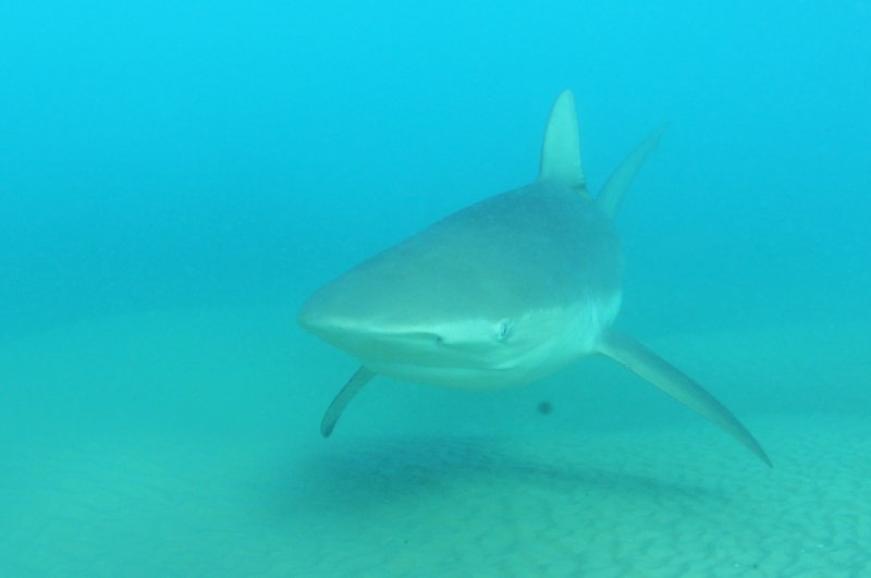 Shark at Hadera Estuary Recreational Park