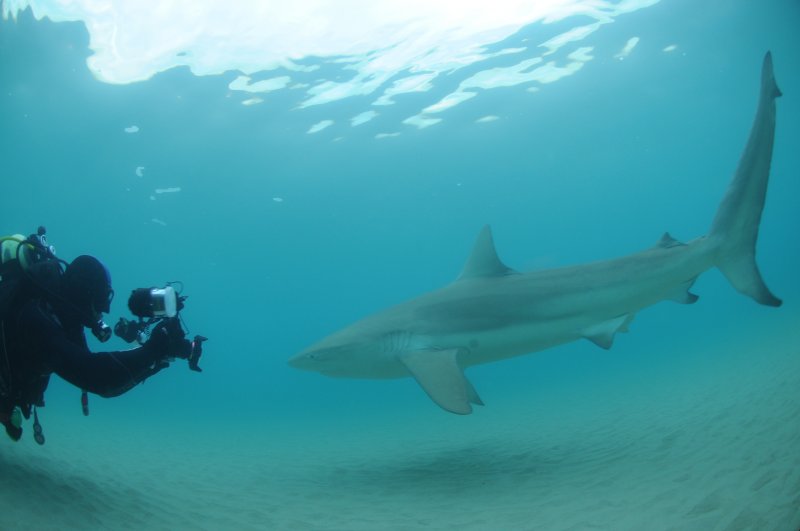Side picture shark at Hadera Estuary Recreational Park