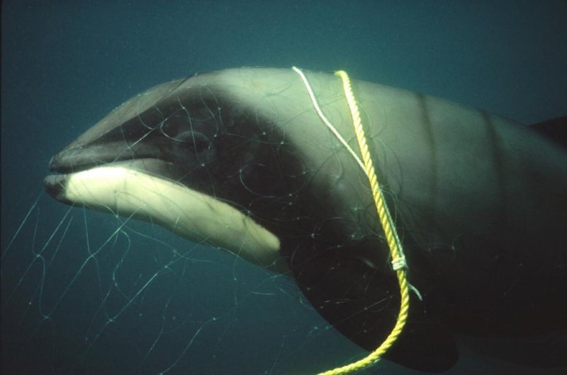 Hector dolphin killed in the fishing net © S. Dawson / NABU