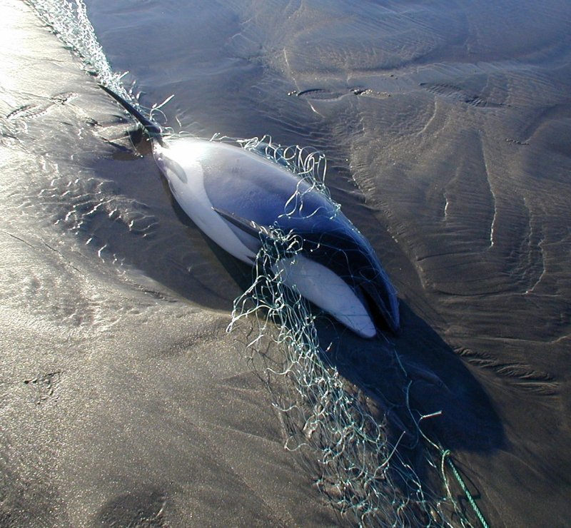 Hector dolphin as bycatch © S. Dawson / NABU