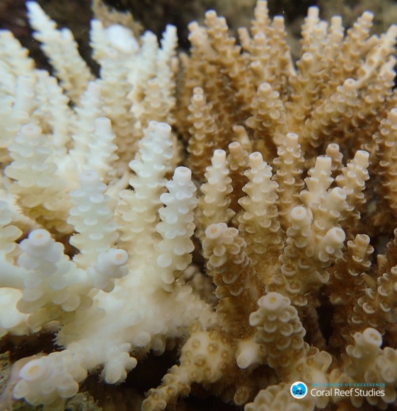 New research finds that extreme and sudden changes in salinity cause a biochemical response in corals (Acropora millepora) that is similar to marine heatwaves, but in some ways, more damaging to their cells. (c) ARC Centre of Excellence for Coral Reef Studies/Greg Torda