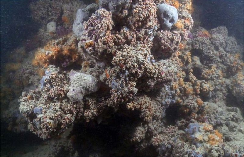 Image of the newly discovered reef in the Adriatic Sea