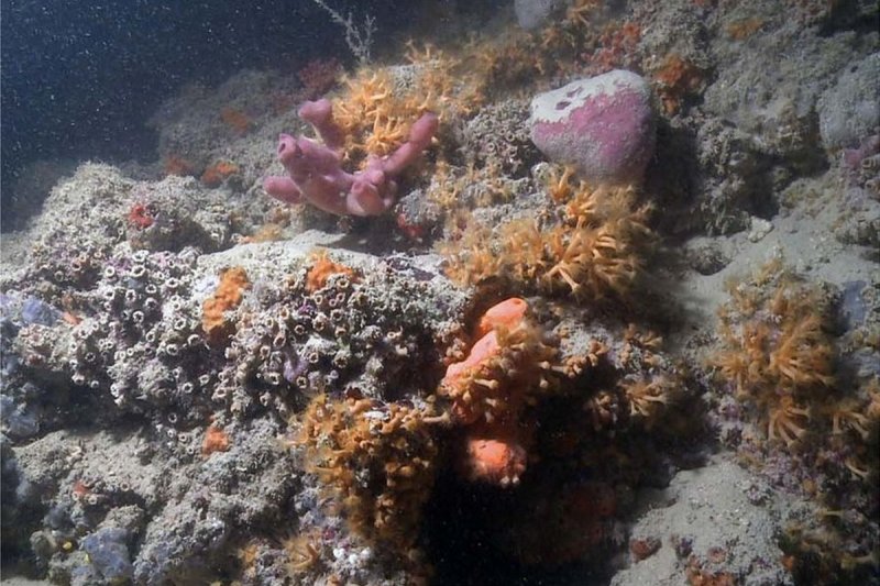 Image of the newly discovered reef in the Adriatic Sea