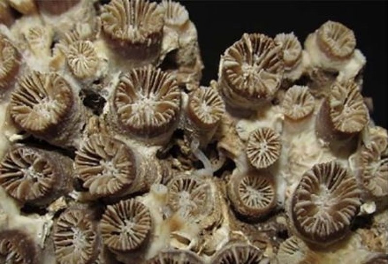 Image of the newly discovered reef in the Adriatic Sea