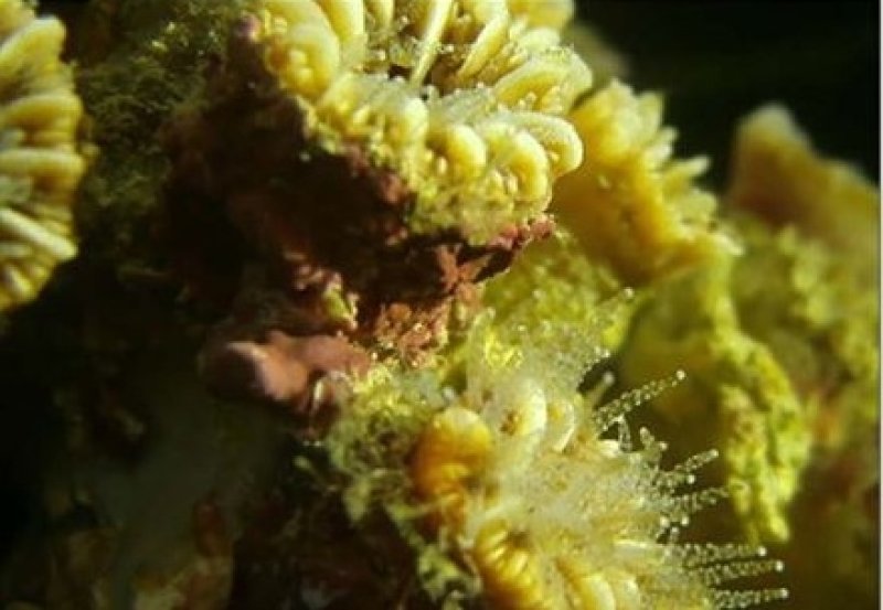 Image of the newly discovered reef in the Adriatic Sea
