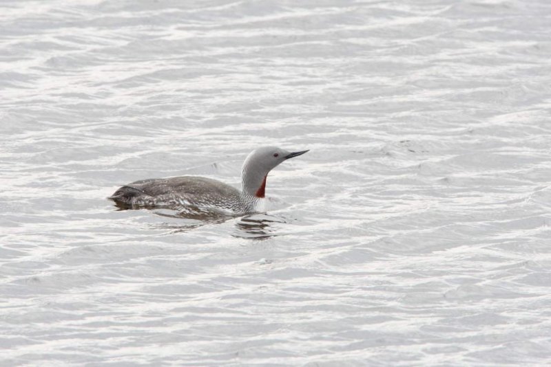 Red-throated Diver, Photo: © NABU / F. Derer