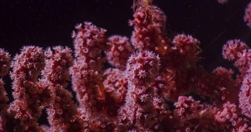 A bubblegum coral (Paragorgia spp.) similar to, but distinct from, the new species identified in Lydonia Canyon. (c) Ivan Agerton, OceanX.
