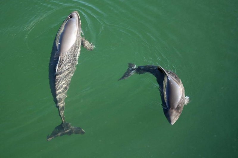 Harbour porpoise mother and calf (c) S.Koschinski