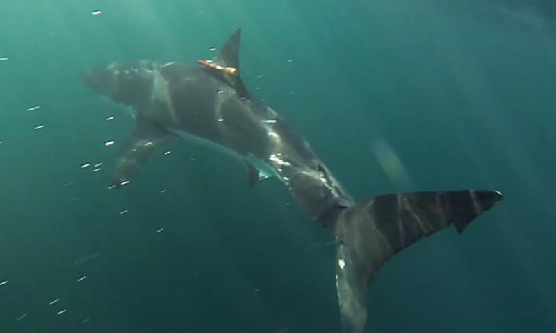 Researchers attaches a prototype of the MBARI-designed shark-cam tag to this white shark in South Africa (c) Image courtesy of the Monterey Bay Aquarium