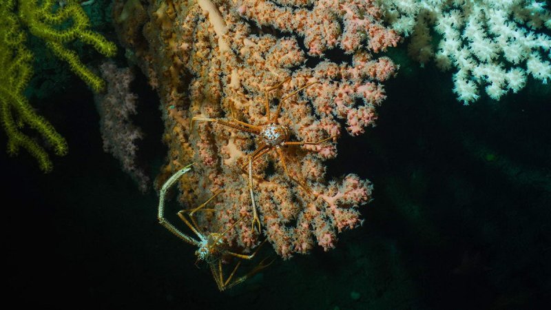 Deep-sea corals like these in Lydonia Canyon are the foundation for diverse ecosystems that thrive far beneath the ocean surface. (c) Luis Lamar, National Geographic