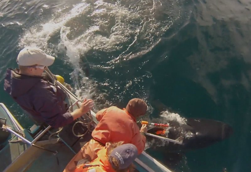 Researchers attaches a prototype of the MBARI-designed shark-cam tag to this white shark in South Africa (c) Image courtesy of the Monterey Bay Aquarium