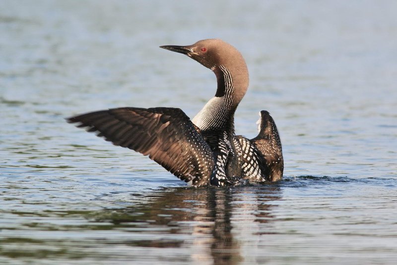 Black-throated diver (arctic loon), Photo: © NABU / www.green-lens.de / S. Pfützke