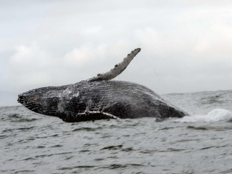 Researchers found plastics in dolphins, seals and whales (c) Jan Finsterbusch